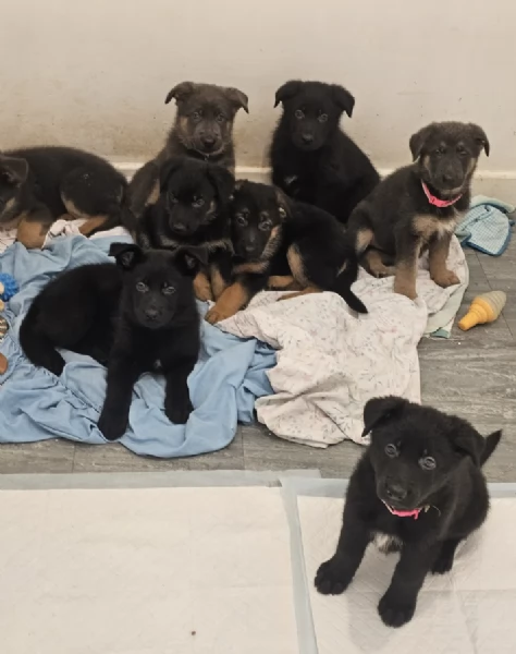 Regala i nostri cuccioli di German shepherd, maschio e femmina | Foto 0