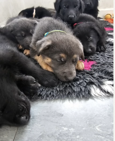 Regala i nostri cuccioli di German shepherd, maschio e femmina