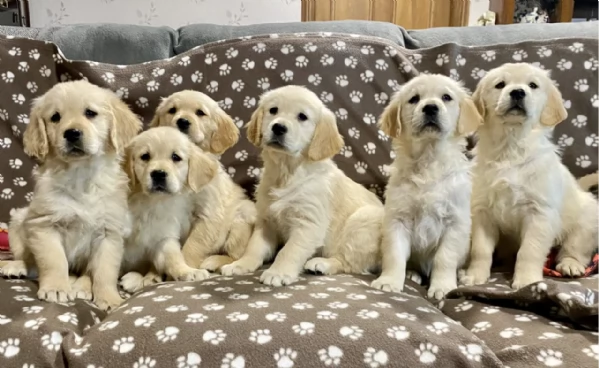 Regala i nostri cuccioli di Golden Retriever, maschio e femmina | Foto 2