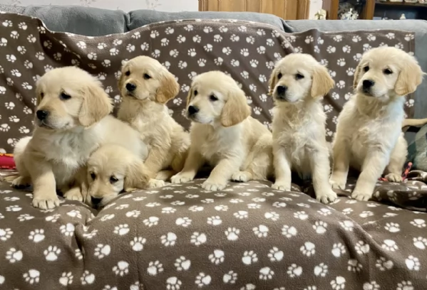 Regala i nostri cuccioli di Golden Retriever, maschio e femmina | Foto 1
