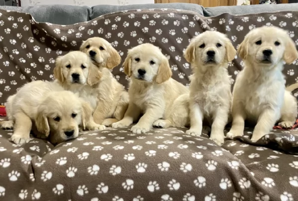 Regala i nostri cuccioli di Golden Retriever, maschio e femmina | Foto 0