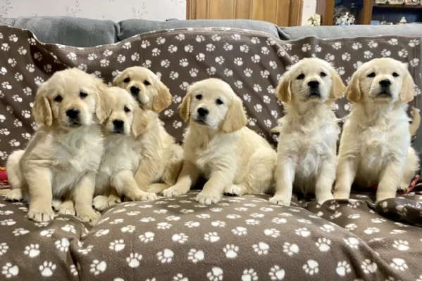 Regala i nostri cuccioli di Golden Retriever, maschio e femmina
