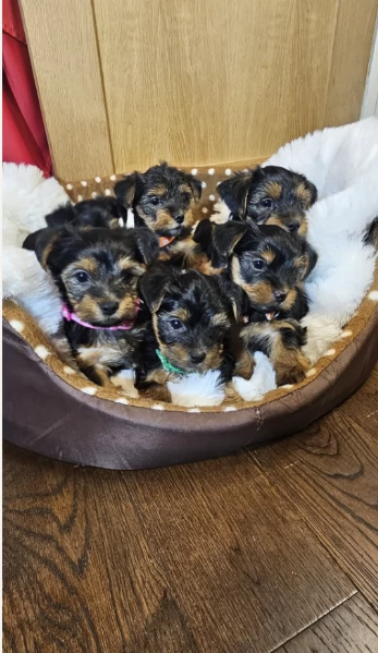 Regala i nostri cuccioli di Yorkshire Terrier, maschio e femmina