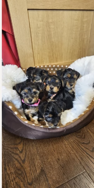Regala i nostri cuccioli di Yorkshire Terrier, maschio e femmina | Foto 2