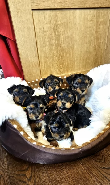 Regala i nostri cuccioli di Yorkshire Terrier, maschio e femmina | Foto 1