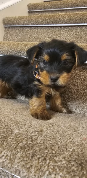 Regala i nostri cuccioli di Yorkshire Terrier, maschio e femmina | Foto 0