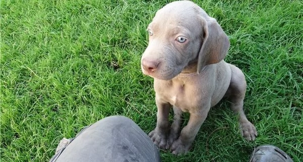 Cucciolo di Weimaraner Louie