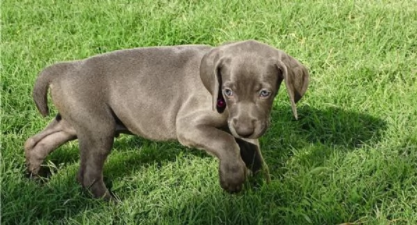 Cucciolo di Weimaraner Lark