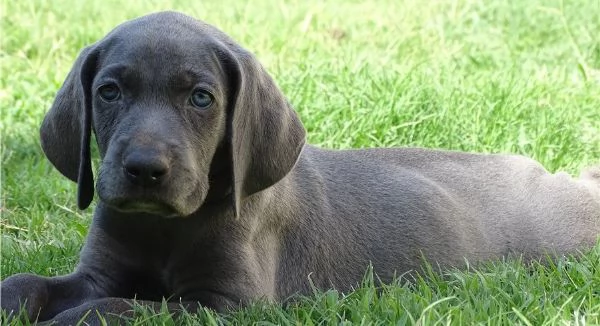 weimaraner cucciolo