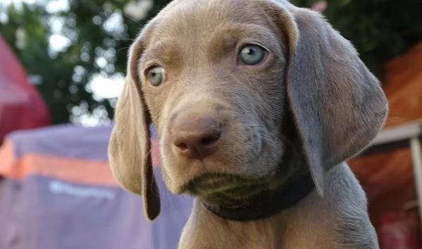 Link Cucciolo di Weimaraner