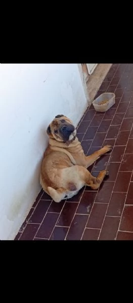 Cane Sharpei originale 
