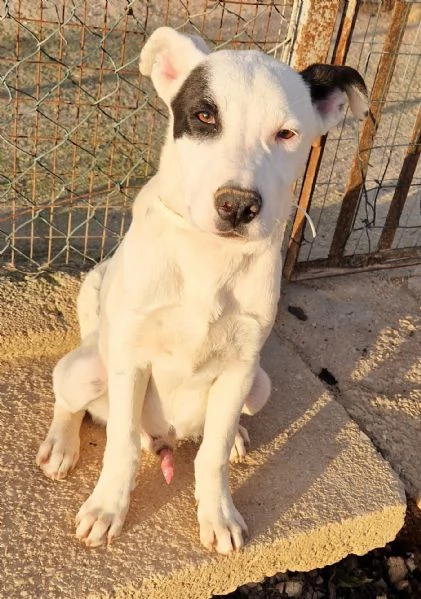 ULTIMO,DOLCEZZA ALLO STATO [hidden] CANILE!