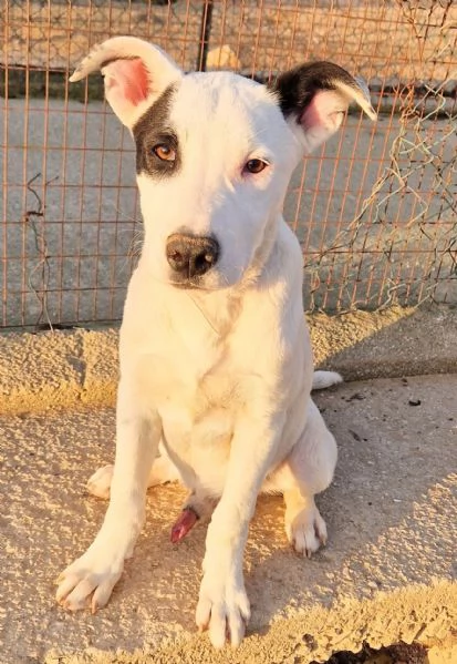 ULTIMO,DOLCEZZA ALLO STATO [hidden] CANILE! | Foto 6