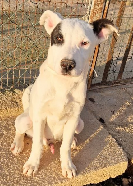 ULTIMO,DOLCEZZA ALLO STATO [hidden] CANILE! | Foto 5