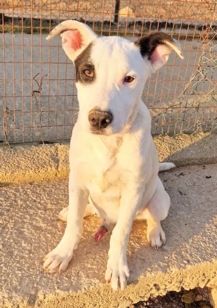 ULTIMO,DOLCEZZA ALLO STATO [hidden] CANILE! | Foto 4