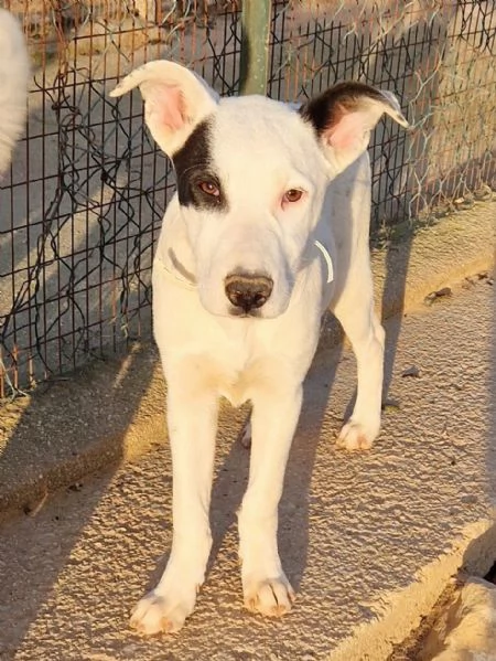 ULTIMO,DOLCEZZA ALLO STATO [hidden] CANILE! | Foto 3