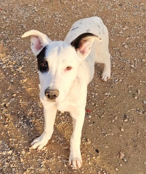 ULTIMO,DOLCEZZA ALLO STATO [hidden] CANILE! | Foto 2