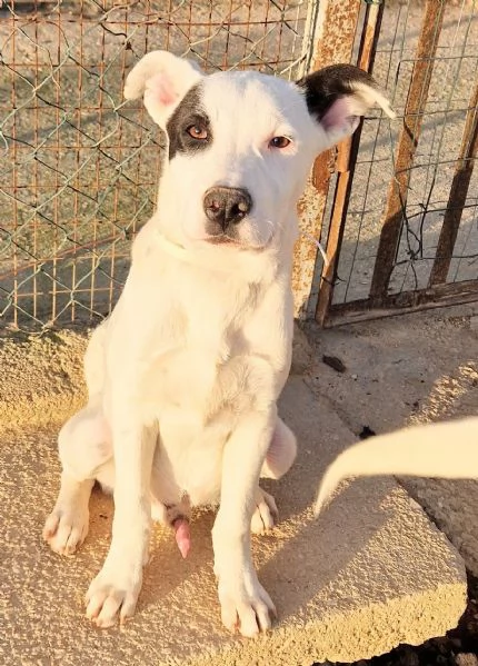 ULTIMO,DOLCEZZA ALLO STATO [hidden] CANILE! | Foto 1