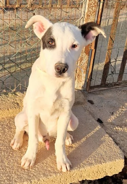 ULTIMO,DOLCEZZA ALLO STATO [hidden] CANILE! | Foto 0