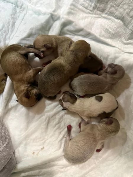 Chihuahua toy | Foto 1