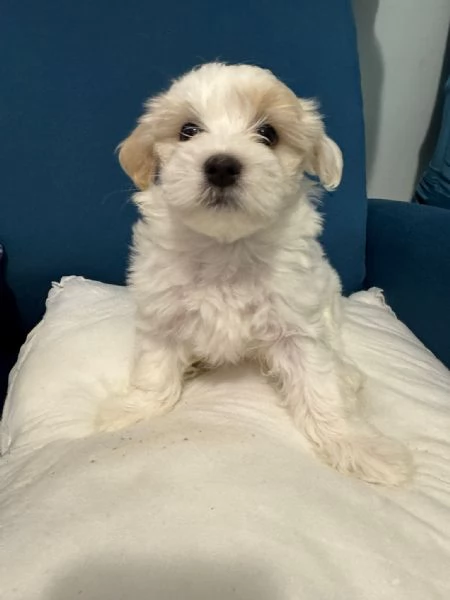 Vendo cuccioli Maltese di 2 mesi 