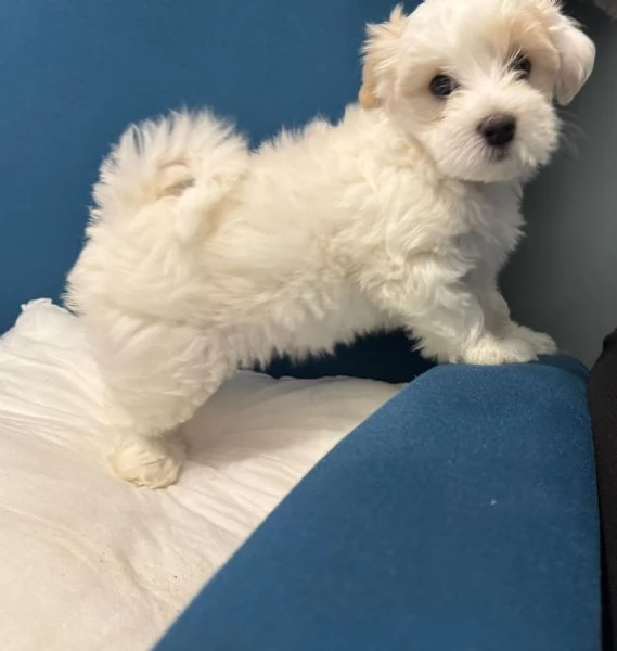 Vendo cuccioli Maltese di 2 mesi  | Foto 0