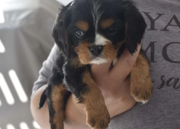Cucciolo di Cavalier King Charles Spaniel Leo | Foto 1
