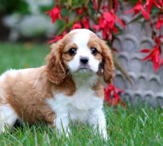 Cucciolo di Cavalier King Charles Spaniel Echo
