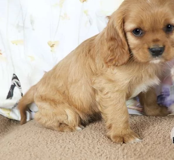 Cucciolo di Cavalier King Charles Spaniel Andy | Foto 0