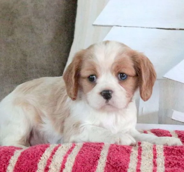 Cucciolo di Cavalier King Charles Spaniel rosa | Foto 0