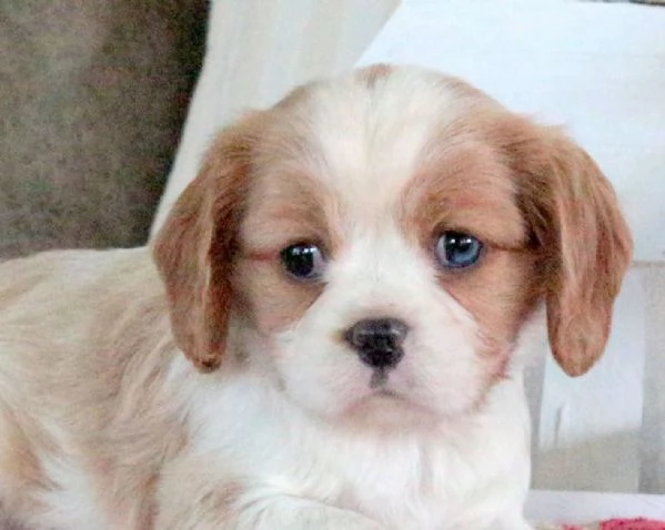 Cucciolo di Cavalier King Charles Spaniel rosa