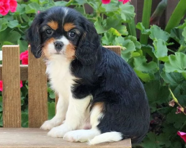 Cucciolo di Cavalier King Charles Spaniel Lennox
