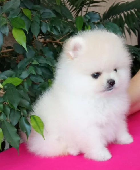 Felice casa, bellissimo cucciolo di Pomerania maschio e femmina | Foto 4