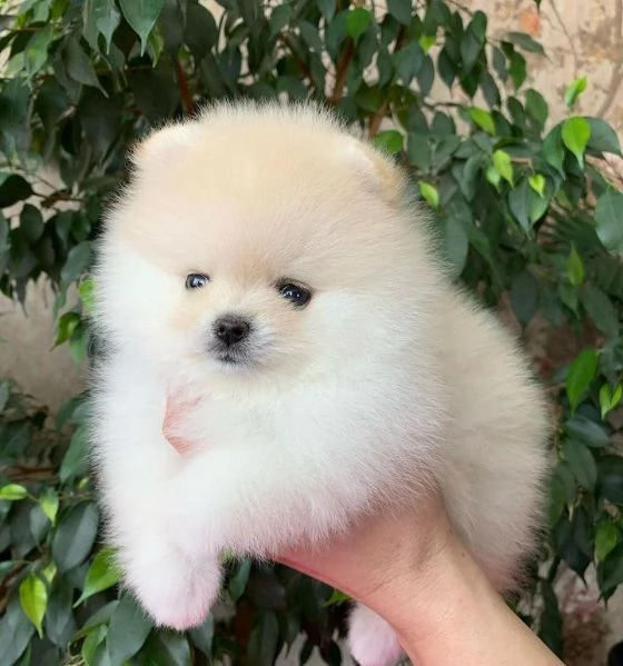 Felice casa, bellissimo cucciolo di Pomerania maschio e femmina | Foto 3