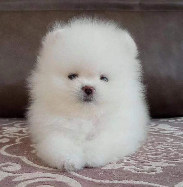 Felice casa, bellissimo cucciolo di Pomerania maschio e femmina | Foto 2