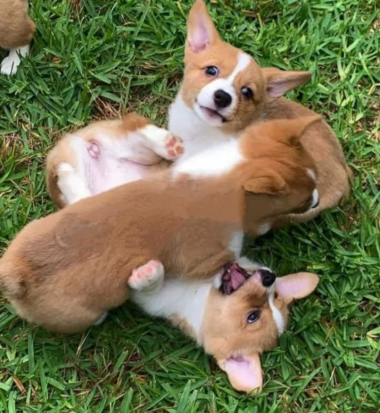 Welsh Corgi (cuccioli maschio e femmina)