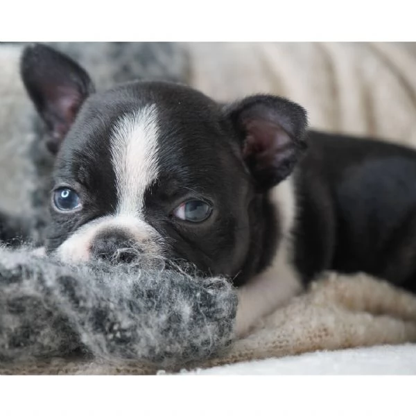Boston terrier (cuccioli maschio e femmina)