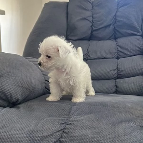 West Highland White Terrier (cuccioli maschio e femmina)