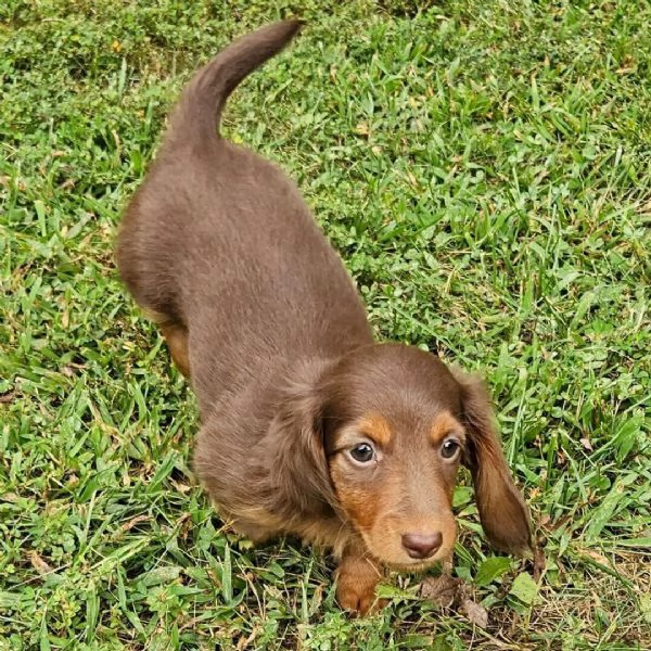 Bassotto (cuccioli maschio e femmina) | Foto 0