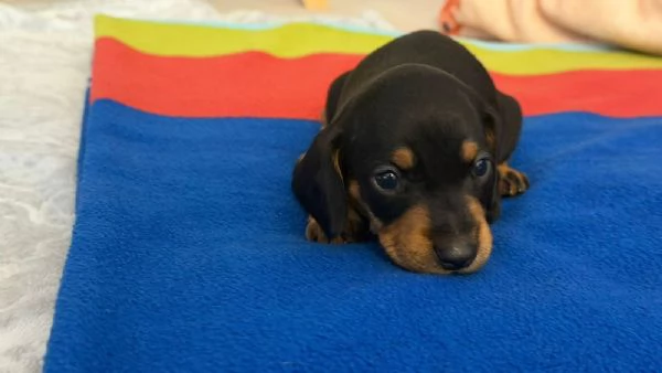 bassotti tedesco | Foto 1