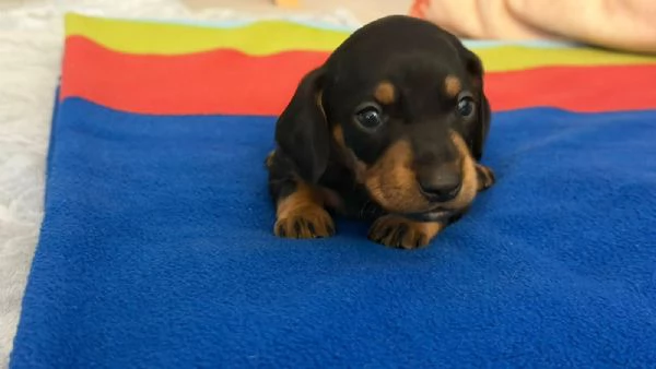 bassotti tedesco | Foto 0