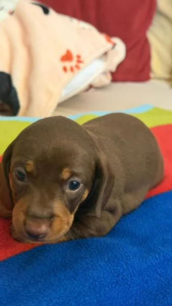 cuccioli di bassotto tedescp | Foto 1