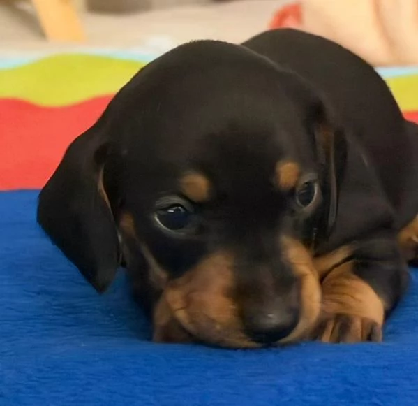 cucciolo bassotti tedeschi nani  | Foto 0