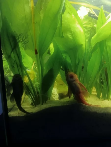 Ancistrus gold e red 
