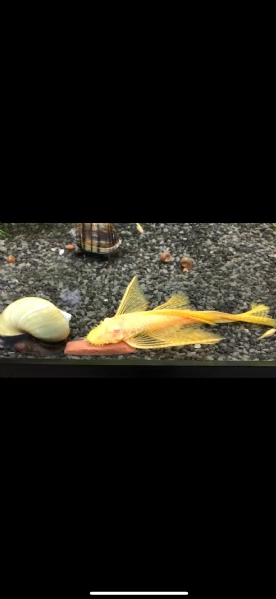 Ancistrus gold e red  | Foto 6