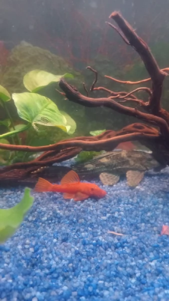 Ancistrus gold e red  | Foto 5