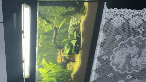 Ancistrus gold e red  | Foto 3