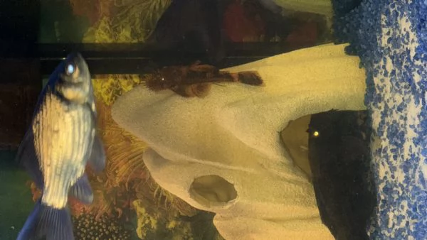 Ancistrus gold e red  | Foto 2