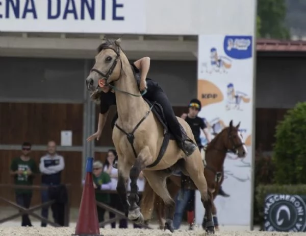 Remedy Lena pony | Foto 2