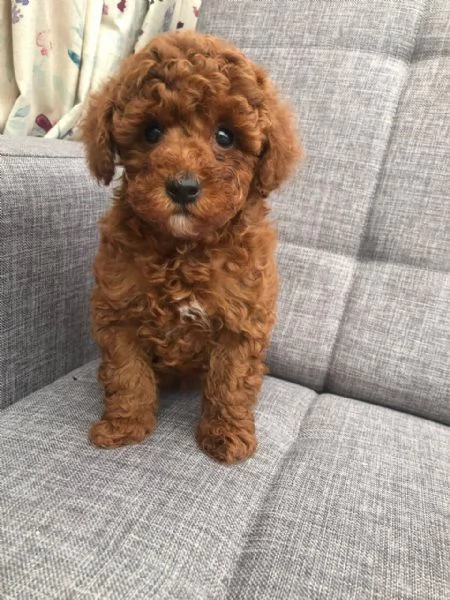 Bellissimi cuccioli di Barboncino toy